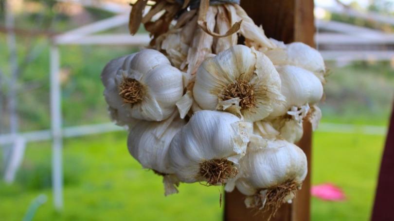 Zelf Spaanse knoflook kweken: begin met de Morado