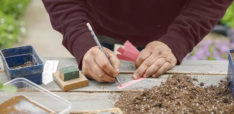 Koudekiemers zaaien in de winter: zo werkt het