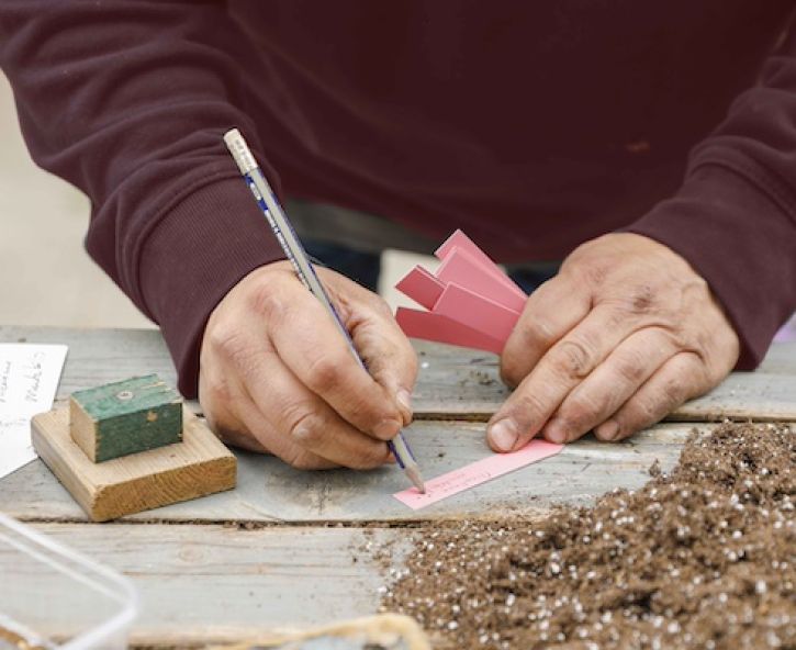 Koudekiemers zaaien in de winter: zo werkt het