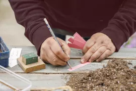 Koudekiemers zaaien in de winter: zo werkt het