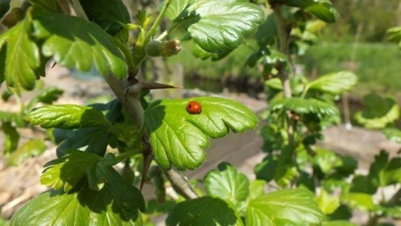 Kruisbes kweken in een pot: van het juiste ras tot de verzorging