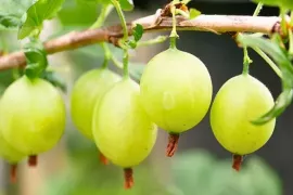 Kruisbes kweken in een pot: van het juiste ras tot de verzorging