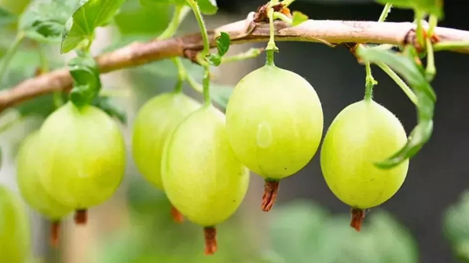 Afbeelding Kruisbes kweken in een pot: van het juiste ras tot de verzorging