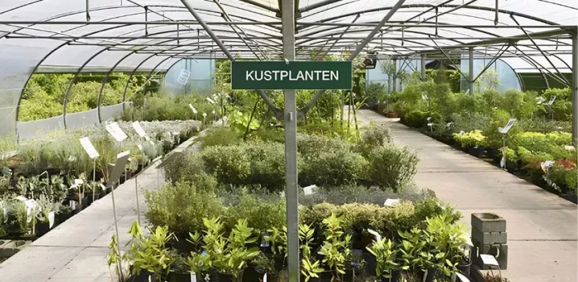 Hier aan de kust: welke planten redden het?