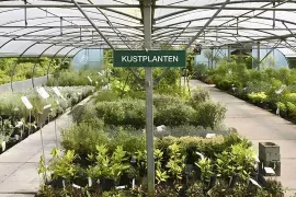 Hier aan de kust: welke planten redden het?