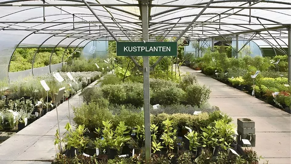 Afbeelding Hier aan de kust: welke planten redden het?