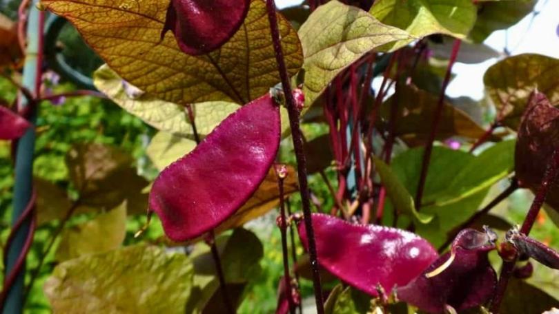 Labboon: sierlijke klimplant en smaakmaker in je eetbare tuin