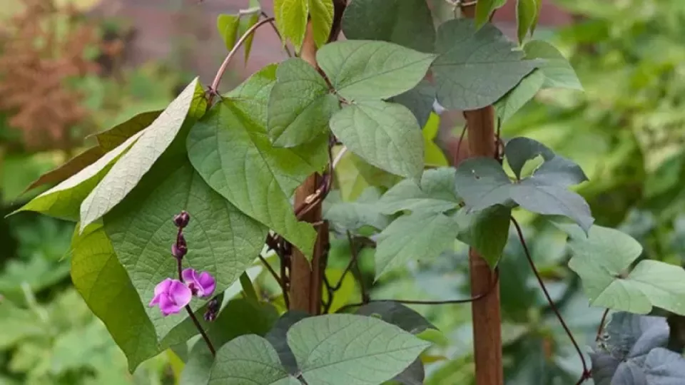 Afbeelding Labboon: sierlijke klimplant en smaakmaker in je eetbare tuin