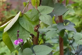 Labboon: sierlijke klimplant en smaakmaker in je eetbare tuin