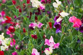 Lathyrus zaaien? Je kunt al in het najaar beginnen