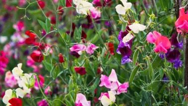 Lathyrus zaaien? Je kunt al in het najaar beginnen