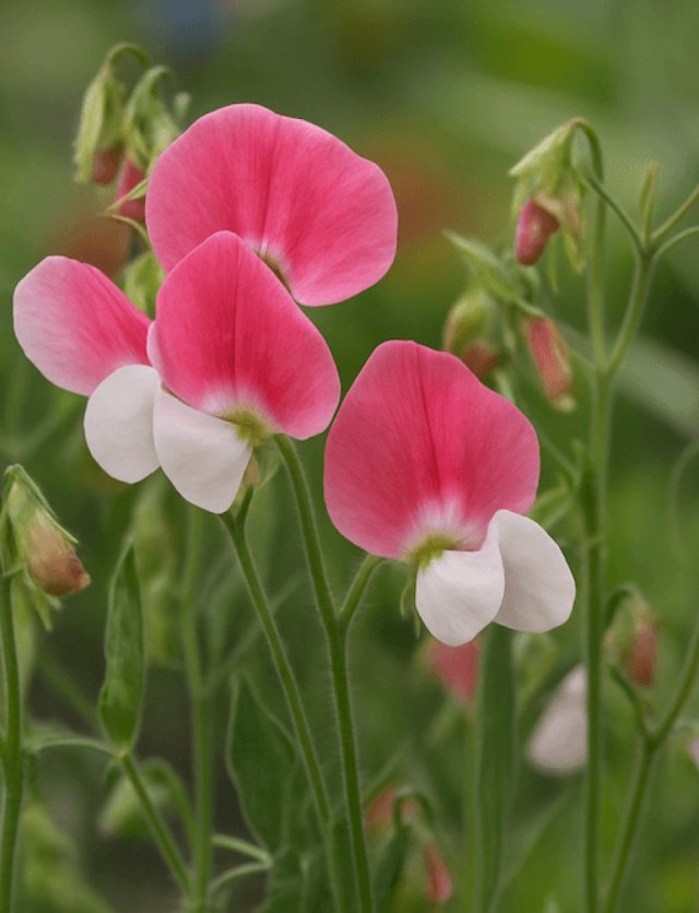 Bloemen zaaien: deze eenjarigen zaai je al vroeg