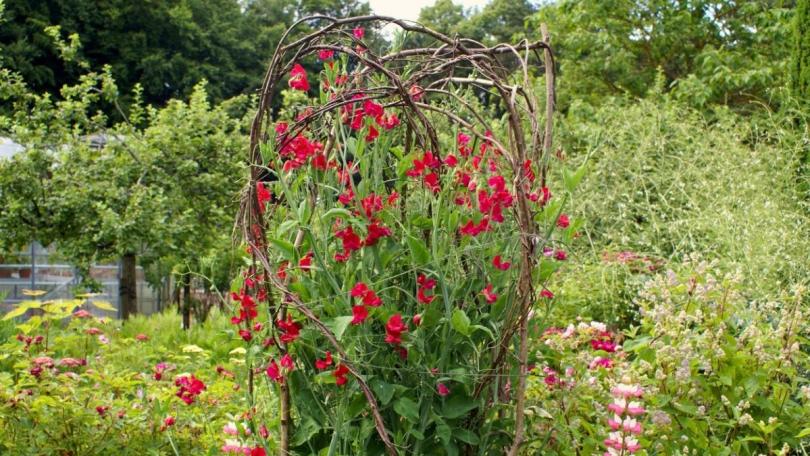 Lathyrus zaaien? Je kunt al in het najaar beginnen