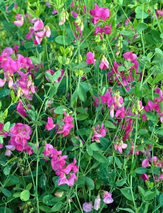 Vaste lathyrus? Deze inheemse soorten komen elk jaar terug