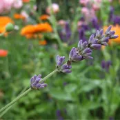 Lavendel plukken