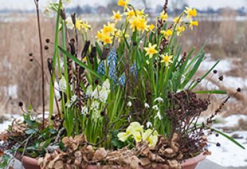 Lente in de winter