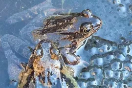 De zijn de winnaars van fotowedstrijd Leven in de tuin