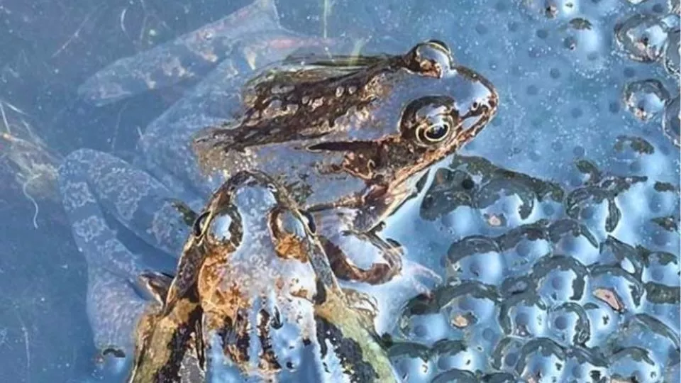 Afbeelding De zijn de winnaars van fotowedstrijd Leven in de tuin