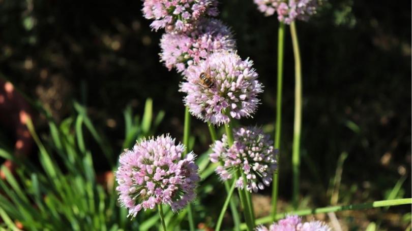 Een levende tuin? Begin met deze 21 bijvriendelijke planten