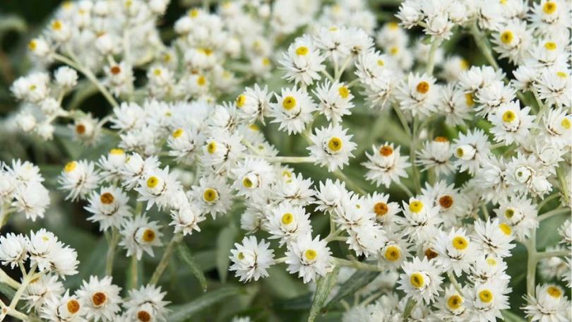 Een levende tuin? Begin met deze 21 bijvriendelijke planten