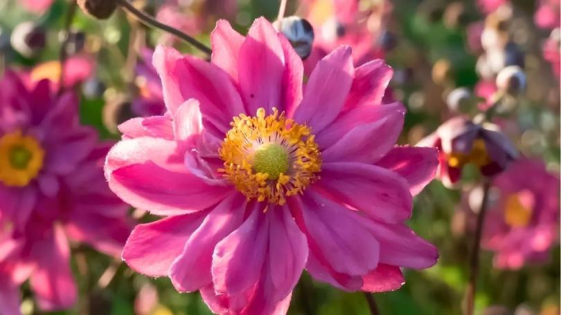 Een levende tuin? Begin met deze 21 bijvriendelijke planten