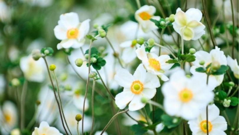 Een levende tuin? Begin met deze 21 bijvriendelijke planten