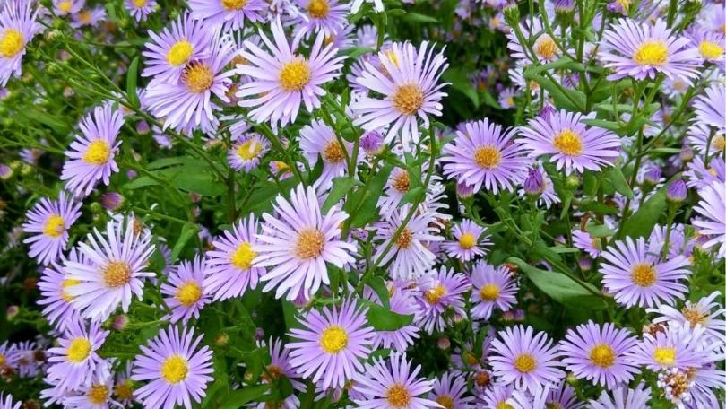 Een levende tuin? Begin met deze 21 bijvriendelijke planten