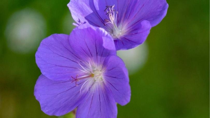 Een levende tuin? Begin met deze 21 bijvriendelijke planten