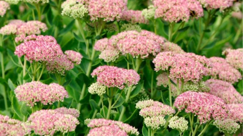 Nazomerbloeiers: houd je tuin kleurrijk tot in de herfst
