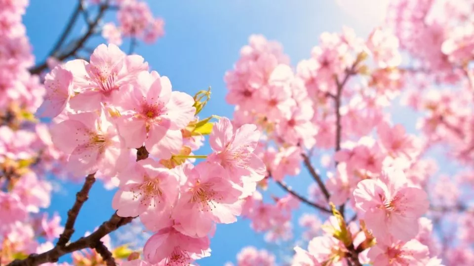 Afbeelding Vroegbloeiende struiken: 11 toppers voor kleur en geur