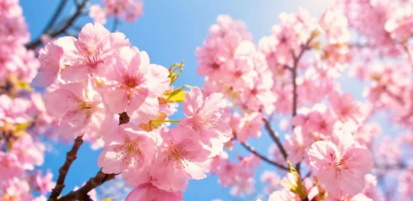 Vroegbloeiende struiken: 11 toppers voor kleur en geur