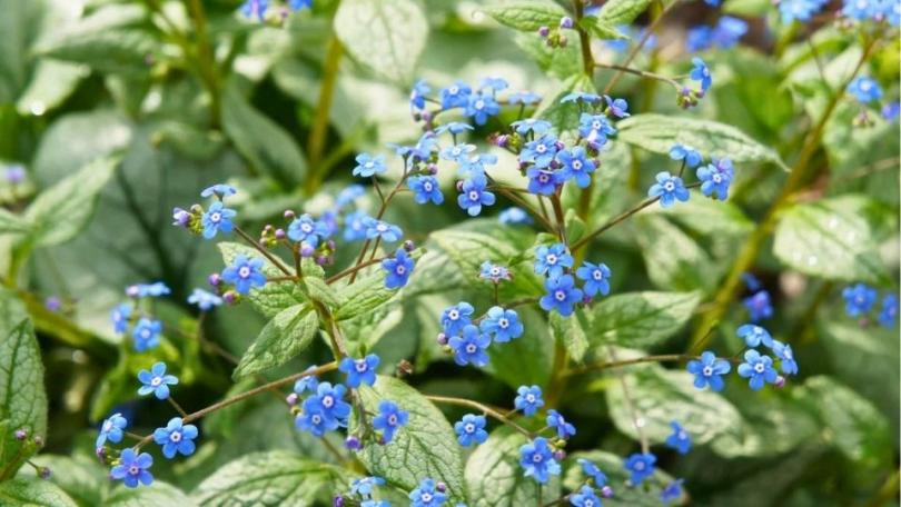 Een levende tuin? Begin met deze 21 bijvriendelijke planten