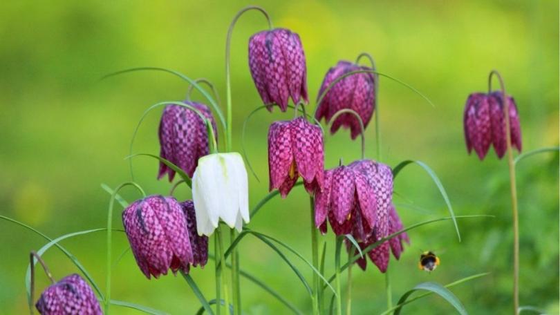 Bloembollen planten: 10 vragen, 10 antwoorden