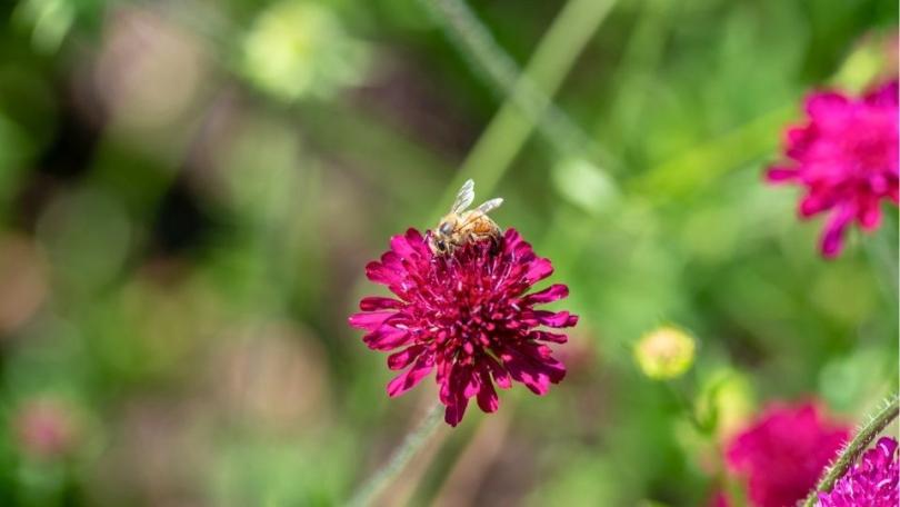 Een levende tuin? Begin met deze 21 bijvriendelijke planten