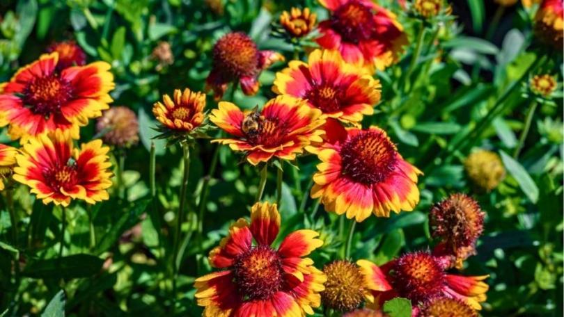Een levende tuin? Begin met deze 21 bijvriendelijke planten