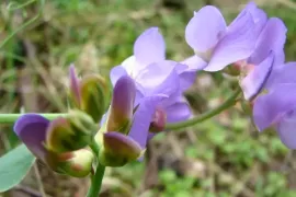 Lathyrus nervosus: een vaste lathyrus met blauwpaarse bloemen