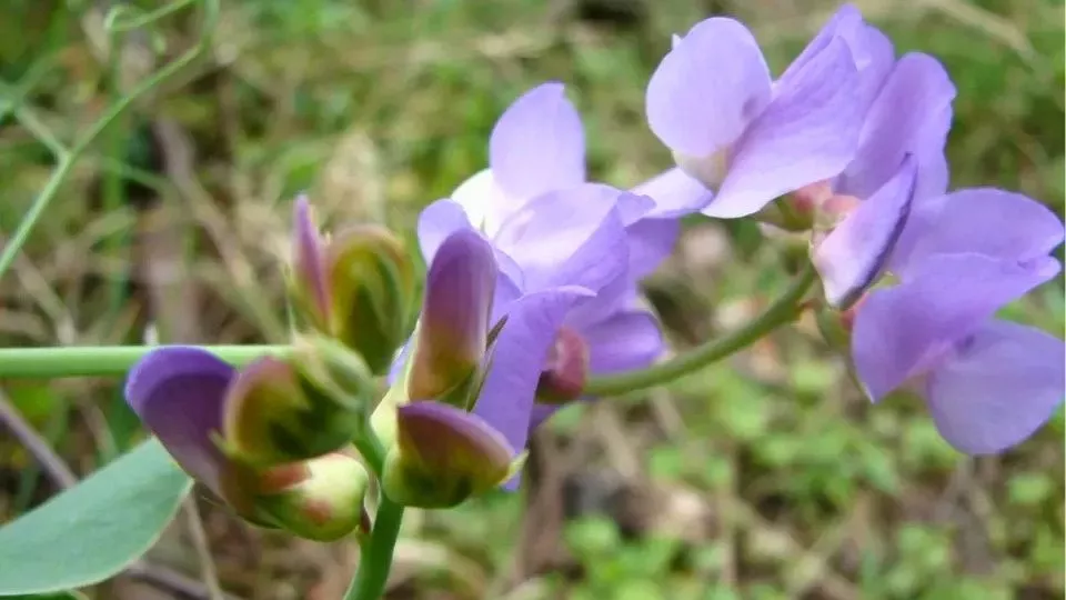 Afbeelding Lathyrus nervosus: een vaste lathyrus met blauwpaarse bloemen