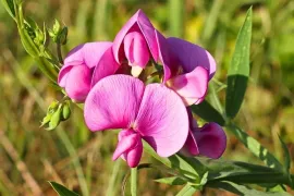 Aardaker (Lathyrus tuberosus): eetbare knolletjes van een inheemse klimmer