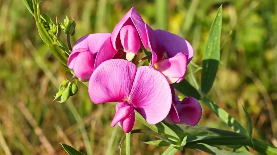 Afbeelding Aardaker (Lathyrus tuberosus): eetbare knolletjes van een inheemse klimmer