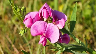 Aardaker (Lathyrus tuberosus): eetbare knolletjes van een inheemse klimmer