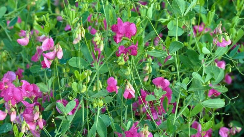 Aardaker (Lathyrus tuberosus): eetbare knolletjes van een inheemse klimmer
