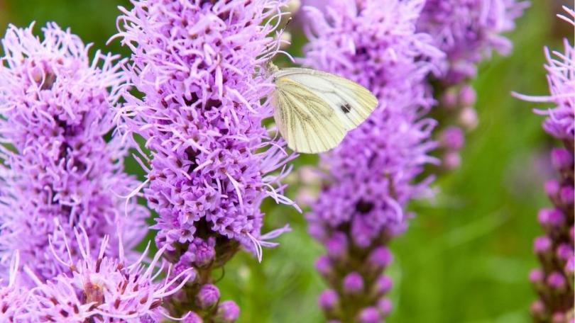 Een levende tuin? Begin met deze 21 bijvriendelijke planten