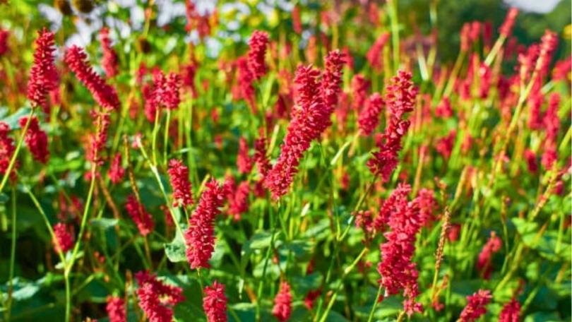 Een levende tuin? Begin met deze 21 bijvriendelijke planten