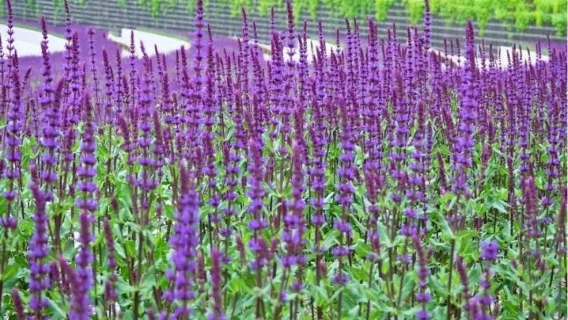 Een levende tuin? Begin met deze 21 bijvriendelijke planten