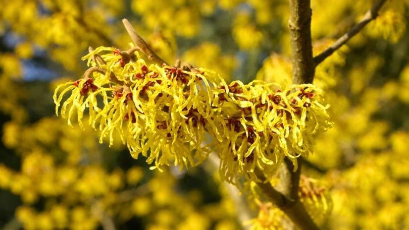 Vroegbloeiende struiken: 11 toppers voor kleur en geur