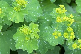 Vrouwenmantel snoeien? Knip ‘m na de bloei flink terug