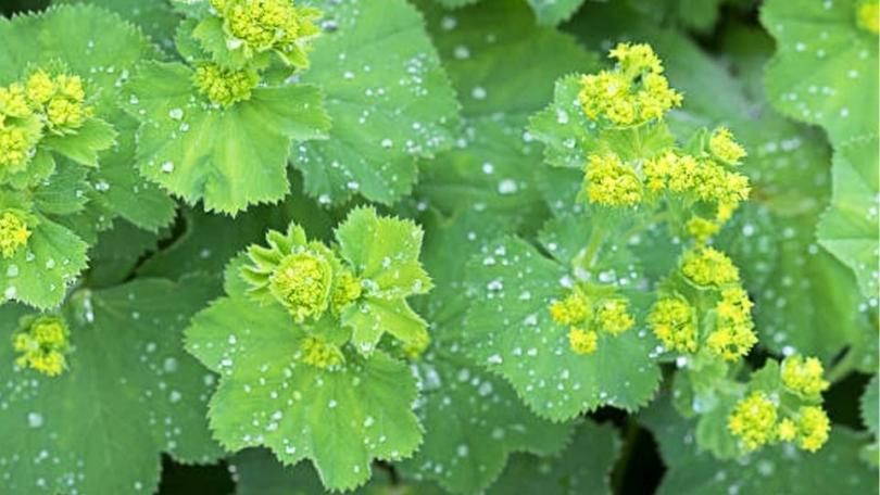 Een levende tuin? Begin met deze 21 bijvriendelijke planten
