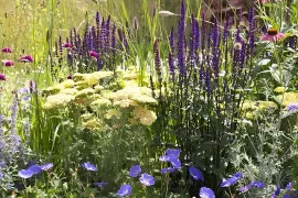 Zomerborder in geel en violet, een beplantingsplan
