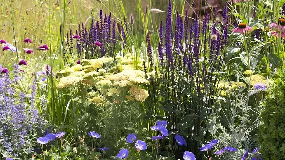 Afbeelding Zomerborder in geel en violet, een beplantingsplan