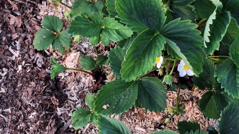 Aardbeien kweken: zo begin je in maart en april